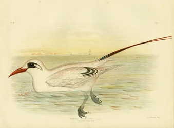Pájaro Trópico de Cola Roja, 1891